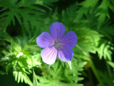 Geranium 'Nimbus' bestellen